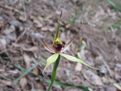 Caladenia macrostylis