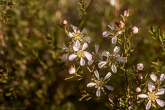 Leptospermum semibaccatum