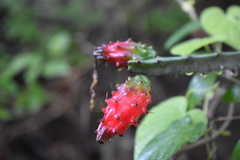 Acanthocereus castellae