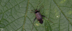 Adelphocoris triannulatus