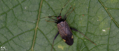 Adelphocoris triannulatus