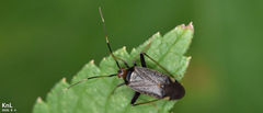 Adelphocoris triannulatus