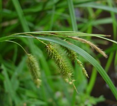 Carex pseudocyperus