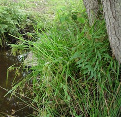 Carex pseudocyperus