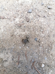 Otiorhynchus sulcatus