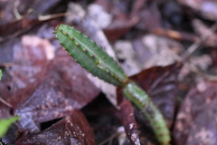 Acanthocereus castellae