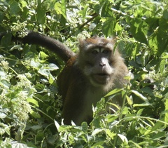 Macaca fascicularis philippensis