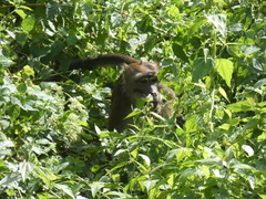 Macaca fascicularis philippensis