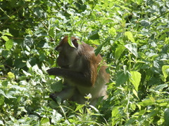 Macaca fascicularis philippensis