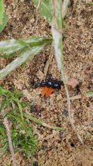 Aglais urticae