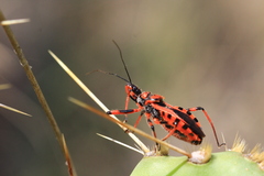 Rhynocoris rubricus