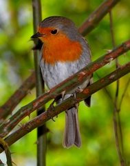 Erithacus rubecula