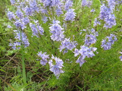 Veronica austriaca jacquinii