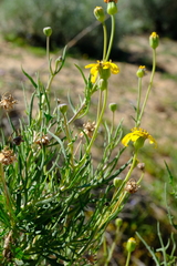 Othonna leptodactyla