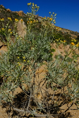 Senecio cinerascens