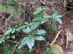 Lysimachia ardisioides