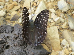 Dichorragia nesimachus formosanus