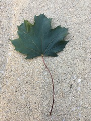 Acer platanoides
