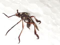 Pseudorus