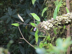 Lysionotus pauciflorus pauciflorus