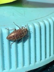 Epitragodes tomentosus