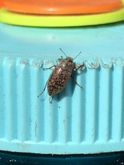 Epitragodes tomentosus