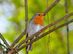 Erithacus rubecula
