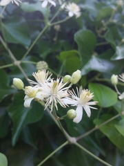 Clematis vitalba