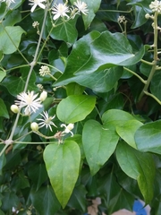 Clematis vitalba