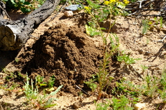 Cryptomys hottentotus