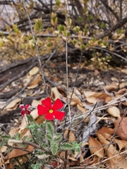 Jamesbrittenia bergae