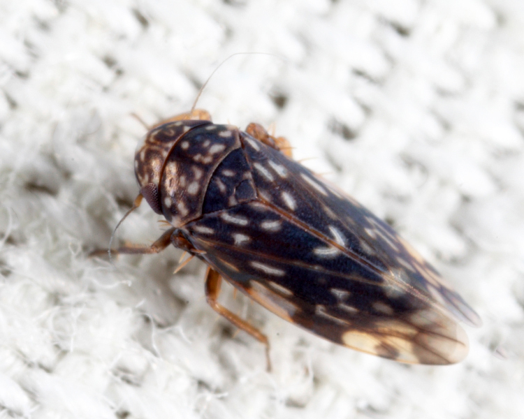 Xestocephalus nigrifrons