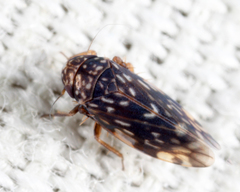 Xestocephalus nigrifrons