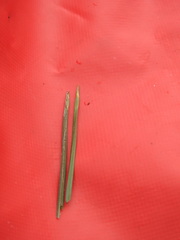 Eleocharis robbinsii