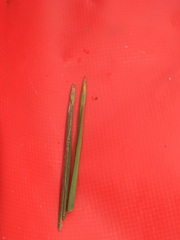 Eleocharis robbinsii