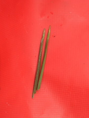 Eleocharis robbinsii