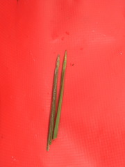 Eleocharis robbinsii