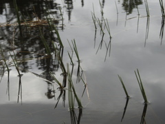 Eleocharis robbinsii