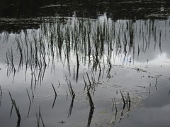 Eleocharis robbinsii