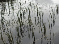 Eleocharis robbinsii