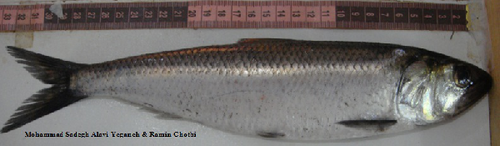 Caspian Anadromous Shad
