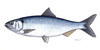 Pontic Shad - Photo (c) 
Zsoldos Márton, some rights reserved (CC BY-SA)