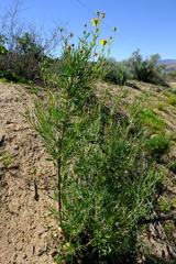 Othonna leptodactyla