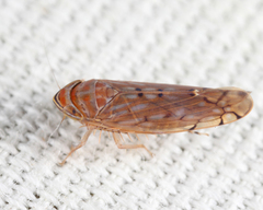 Osbornellus auronitens