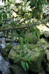 Rhaphidophora hongkongensis