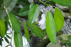 Rhaphidophora hongkongensis