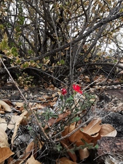 Jamesbrittenia bergae