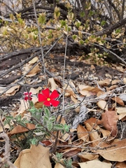 Jamesbrittenia bergae