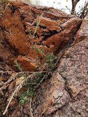 Jamesbrittenia bergae