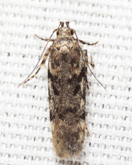 Chionodes pereyra